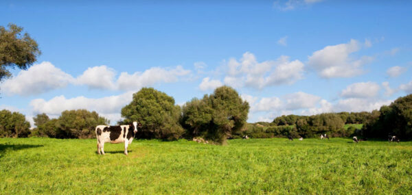 Son Mercer Reserva de familia DOP Mahón Menorca